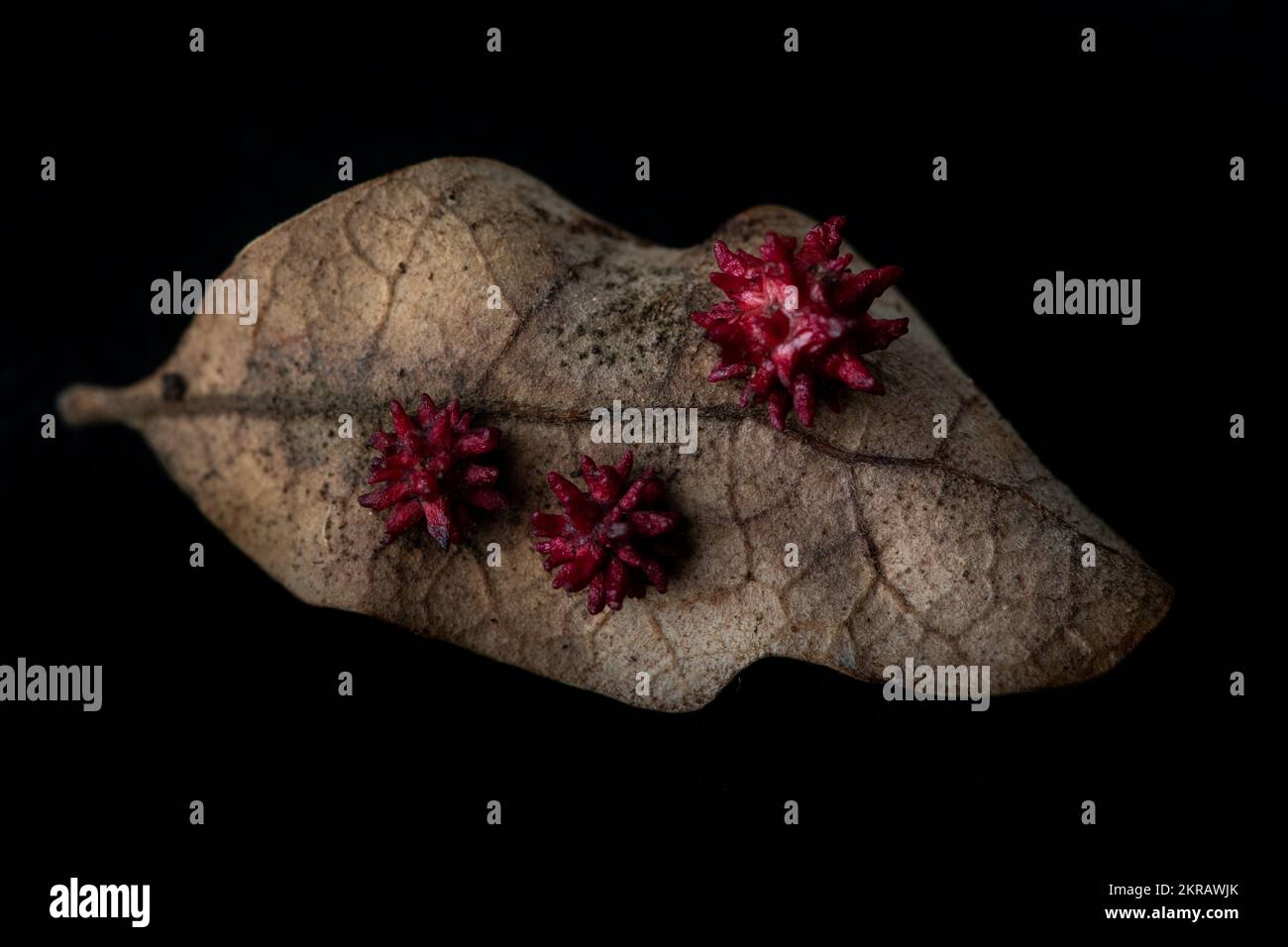 Die Seeigel-Gallenwespe (Cynips quercusechinus) erzeugt diese ungewöhnlichen Gallenblasen auf Eichenblättern. Makro aufgenommen in Kalifornien, USA. Stockfoto