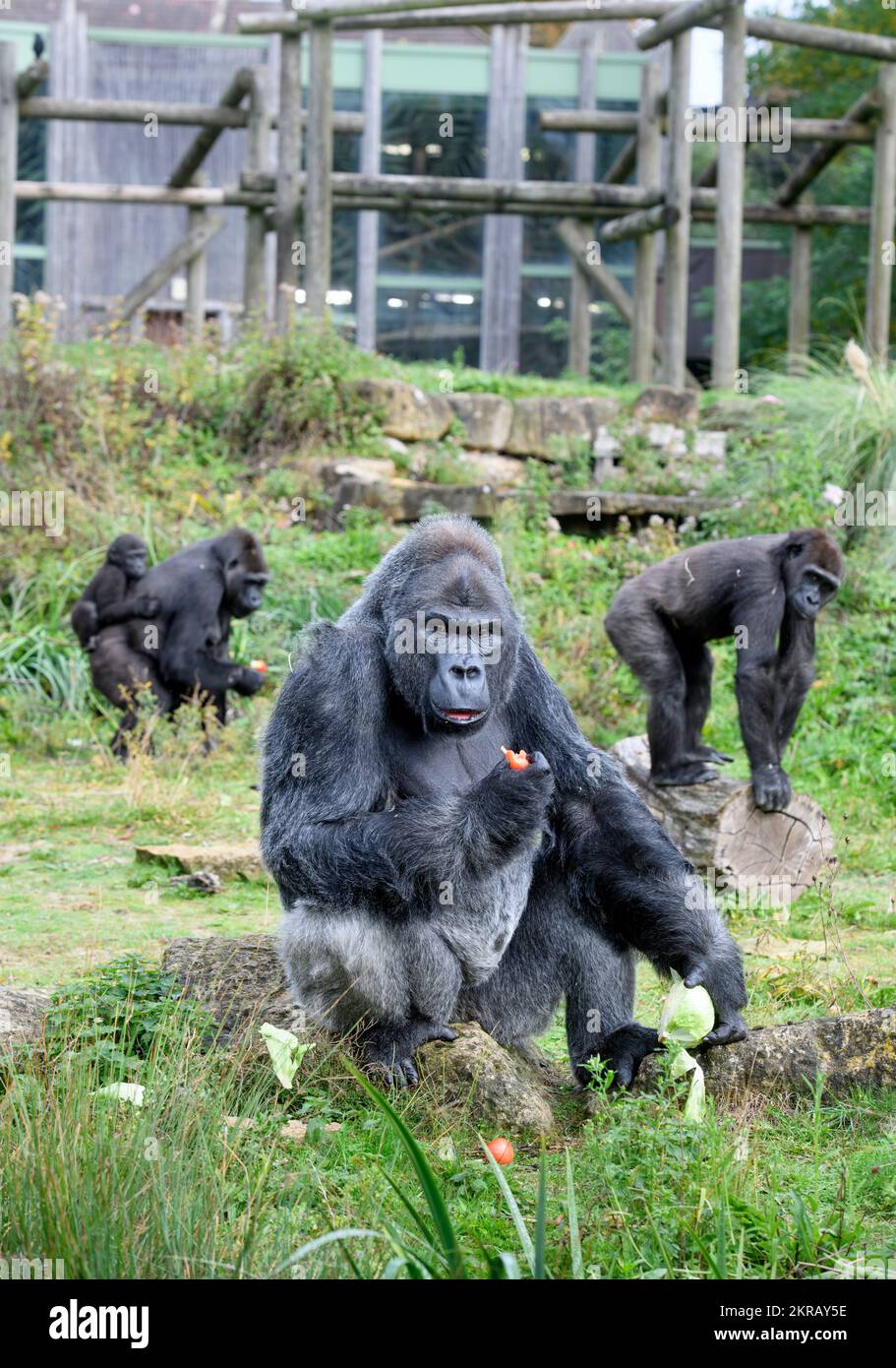 Jock, der Silverback Lowland Gorilla im Bristol Zoo. Stockfoto