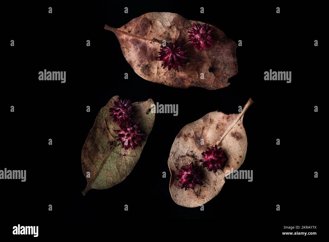 Die Seeigel-Gallenwespe (Cynips quercusechinus) erzeugt diese ungewöhnlichen Gallenblasen auf Eichenblättern. Makro aufgenommen in Kalifornien, USA. Stockfoto