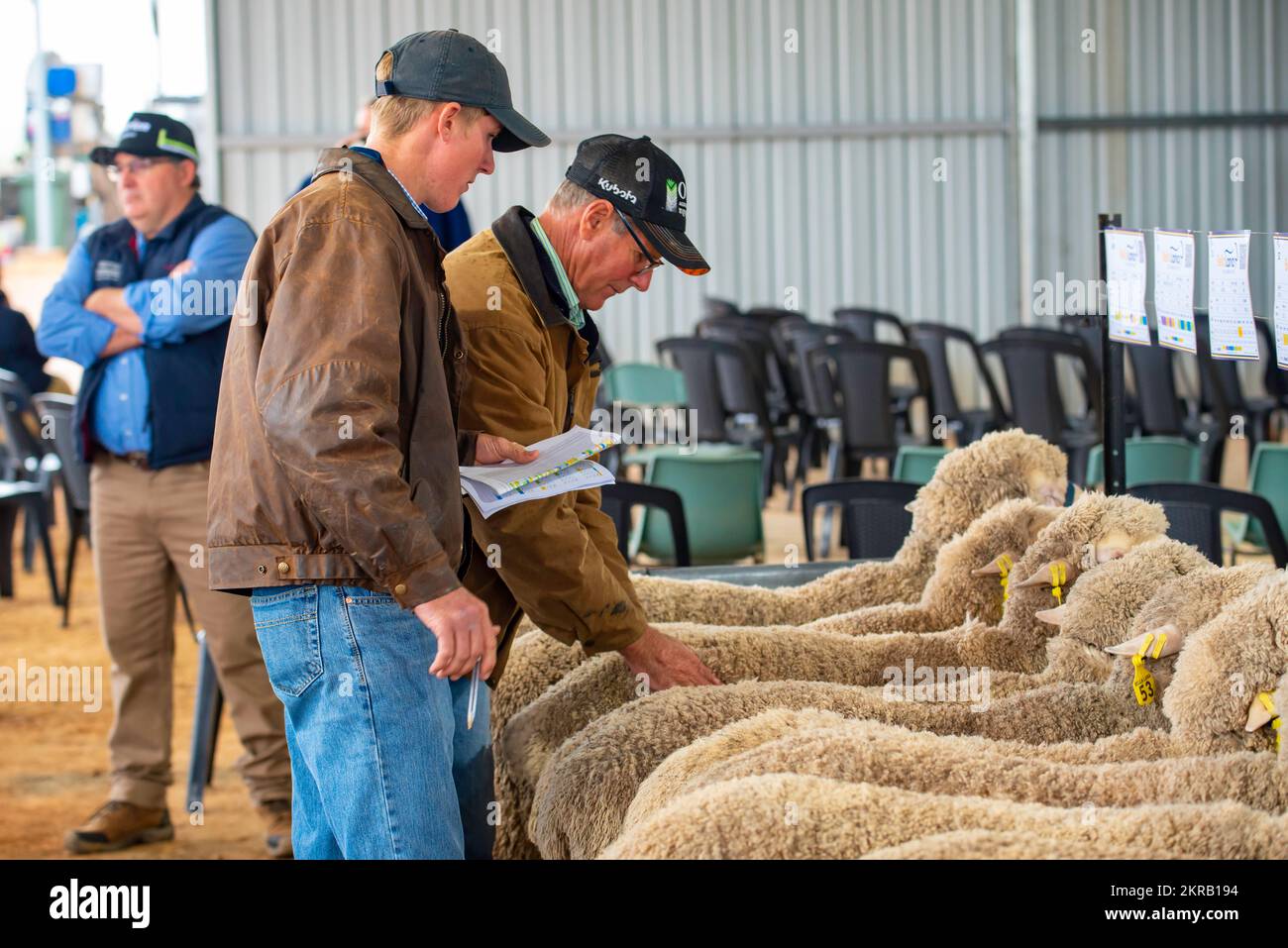 Schaffner Richard Marshall und sein Sohn Sam inspizieren die Schafe vor einer Auktion auf der Bella Lana Poll Merino Stud Farm bei Wellington, New South Wales Stockfoto