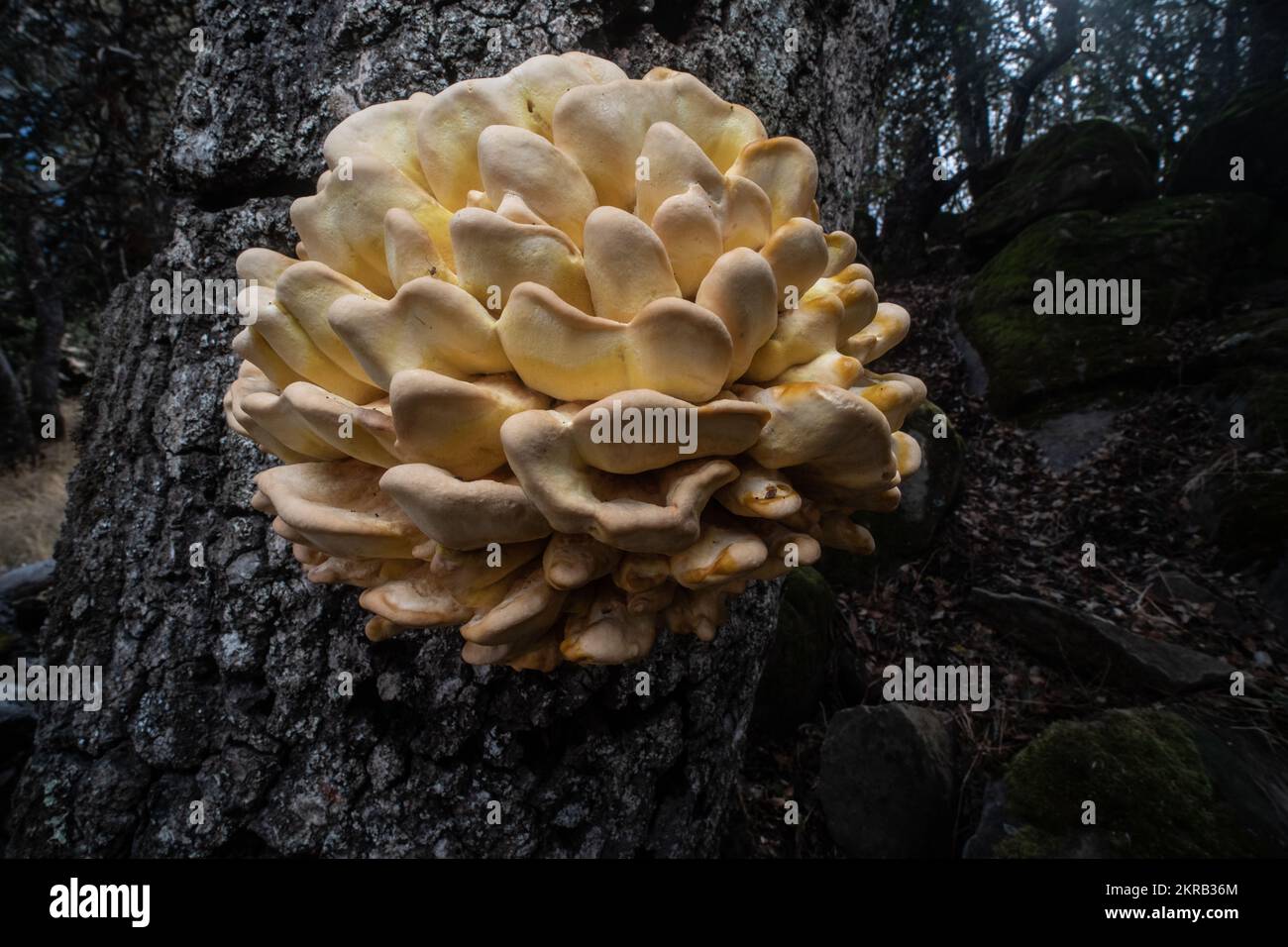 WESTERN Hardwood Sulphur Shelf (Laetiporus gilbertsonii), das auf einer Eiche in Kalifornien, USA, wächst. Stockfoto