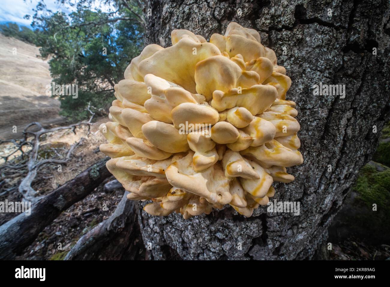 WESTERN Hardwood Sulphur Shelf (Laetiporus gilbertsonii), das auf einer Eiche in Kalifornien, USA, wächst. Stockfoto
