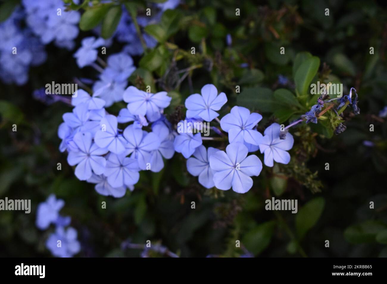 Lavendel-Plumbago-Blumen im Busch Stockfoto