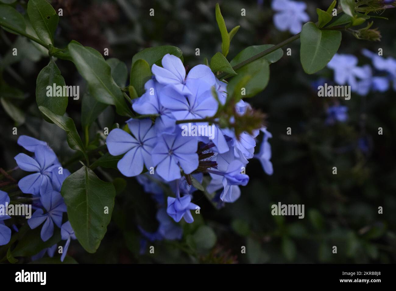 Lavendel-Plumbago-Blumen im Busch Stockfoto