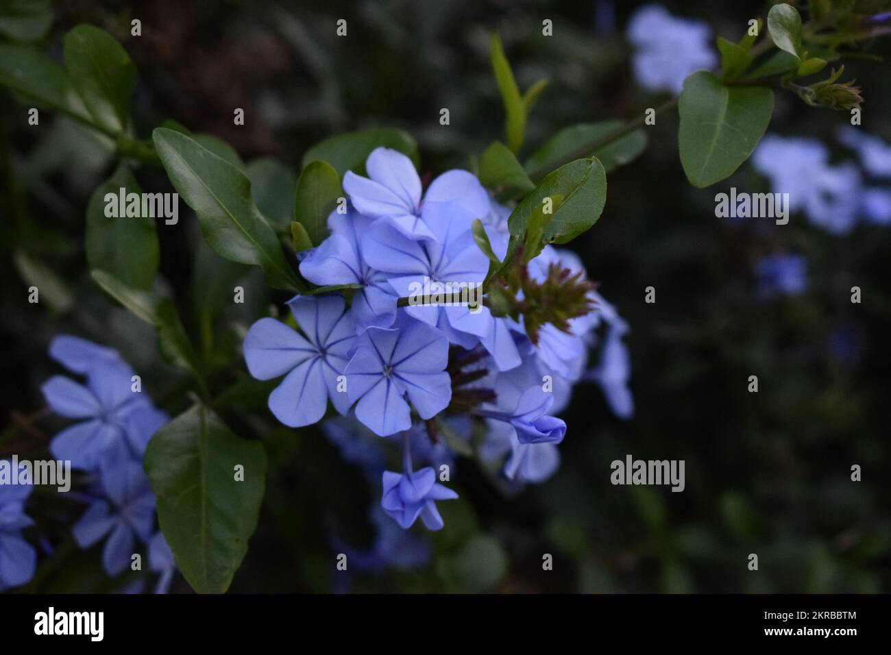 Lavendel-Plumbago-Blumen im Busch Stockfoto