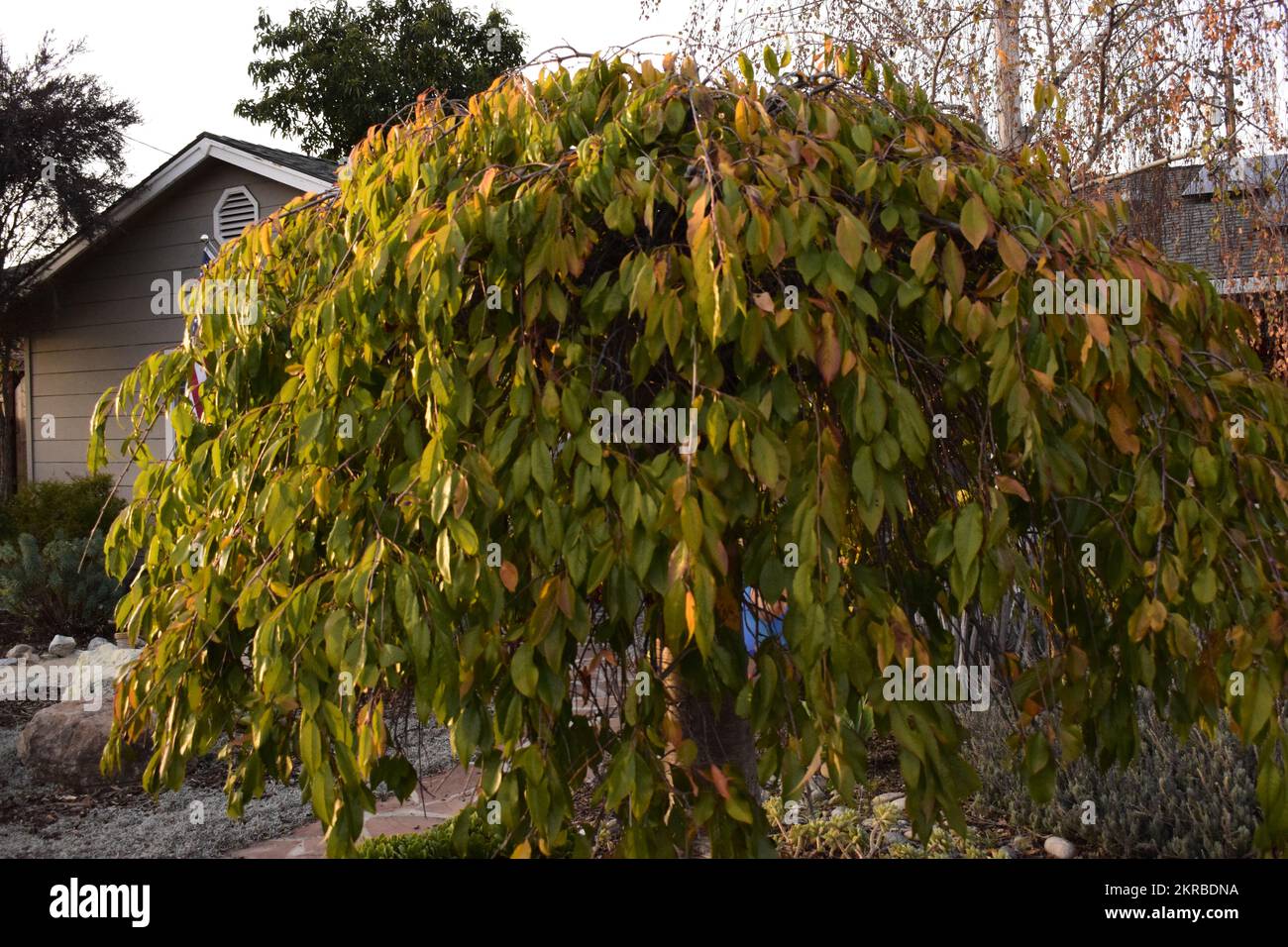 Grüner Baum draußen in der Sonne. Stockfoto