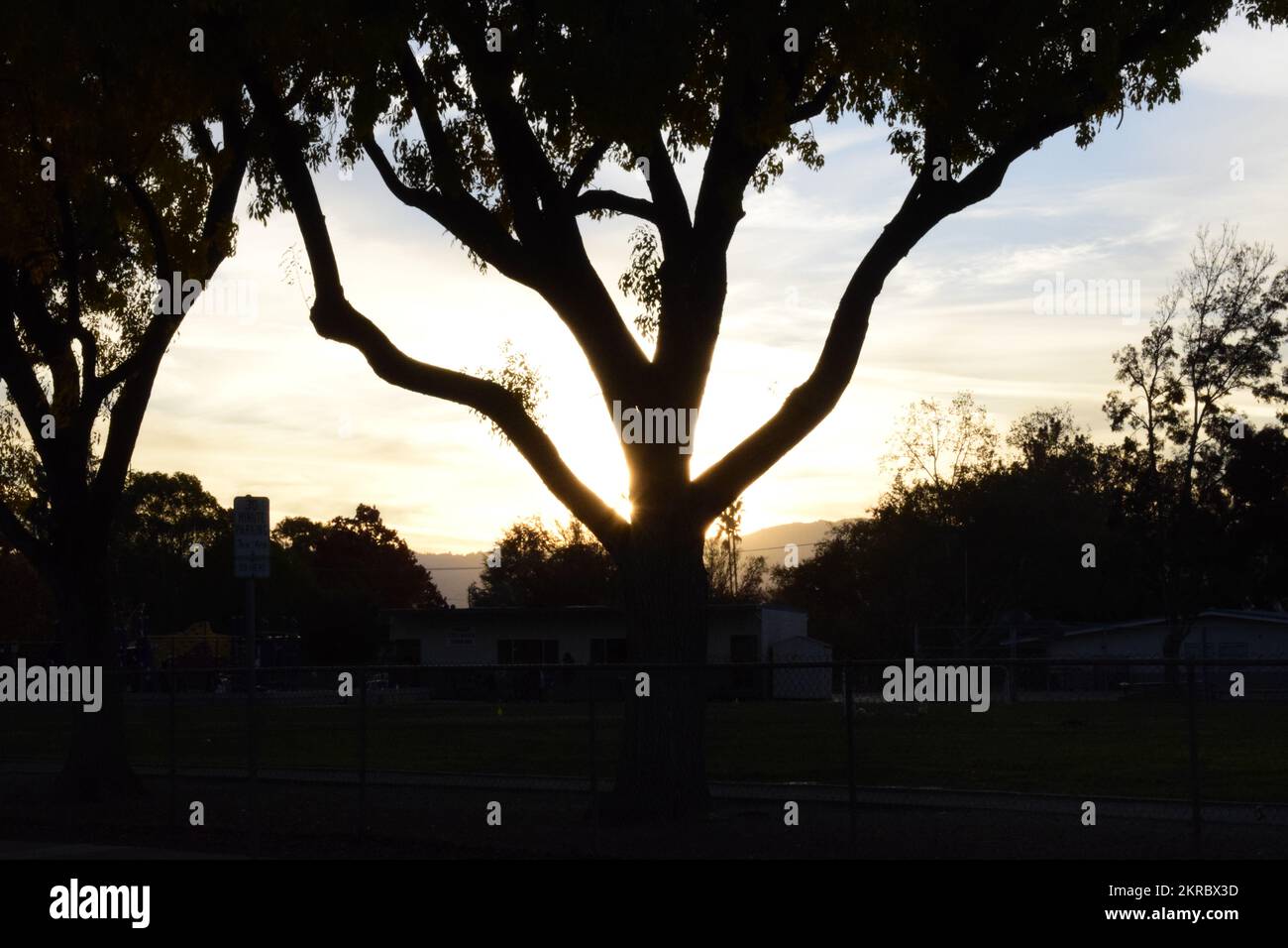 Großer Baum vor Sonnenuntergang Stockfoto