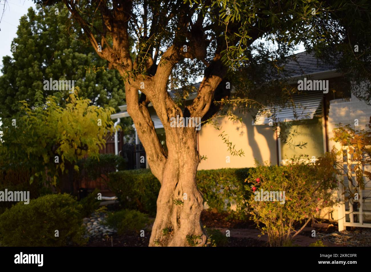 Baum und Garten neben dem Haus in der Abendsonne Stockfoto