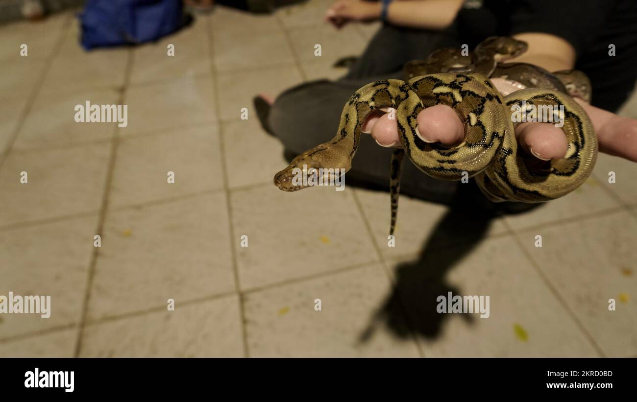 Handfläche mit zwei kleinen schwarzen, braunen Schlangen, die sich umeinander gewickelt haben Stockfoto