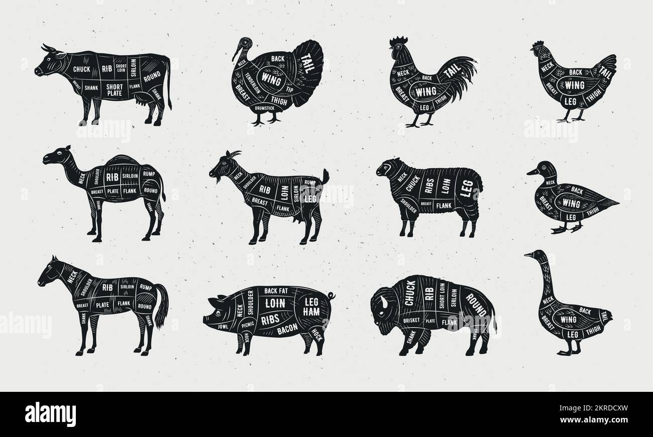 Fleischstücke fertig. Metzgerposter-Design. Rind, Hammel, Lamm, Schwein, Pferd, Ziege, Hühnchen, Truthahnfleisch. Teile von Fleisch für die Metzgerei, Stock Vektor