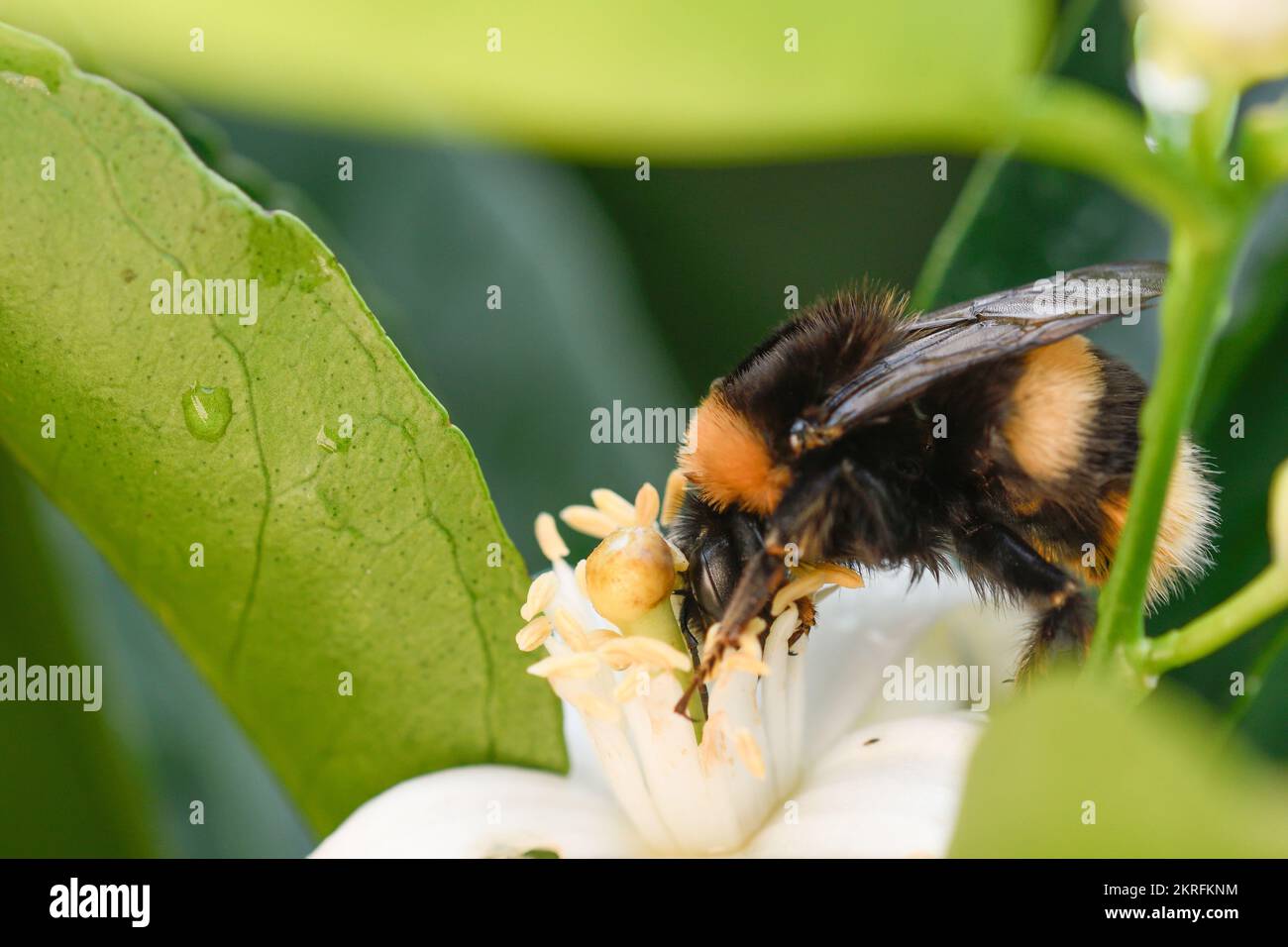 Nahaufnahme einer Hummel, die sich an einer Orangenblüte ernährt Stockfoto