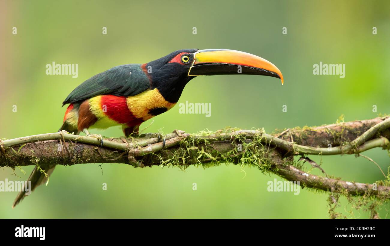 Feurig-billed aracari Stockfoto