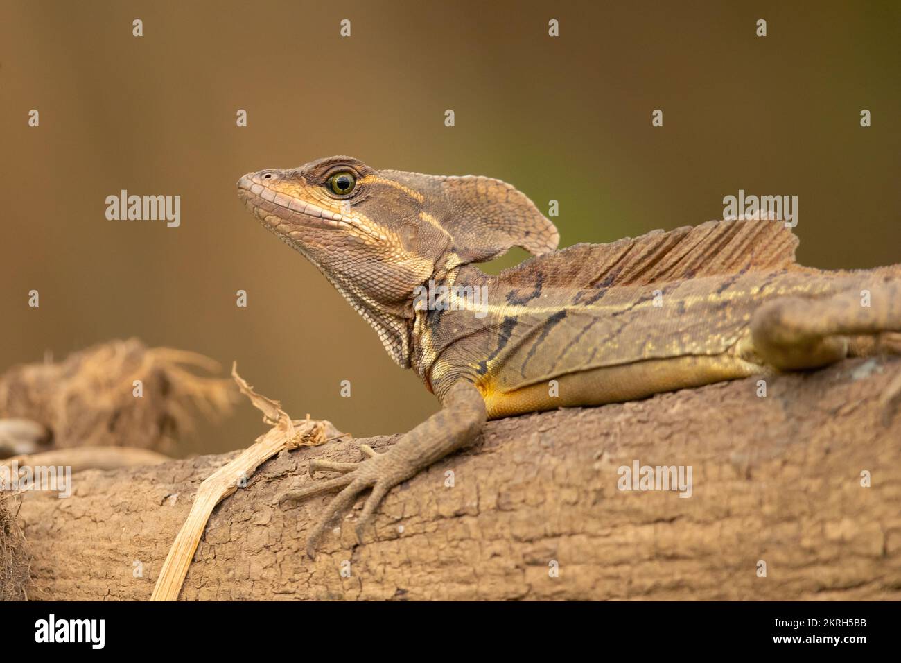 Basiliscus basiliscus (Basiliscus basiliscus) ist eine Eidechsenart aus der Familie der Corytophanidae. Stockfoto