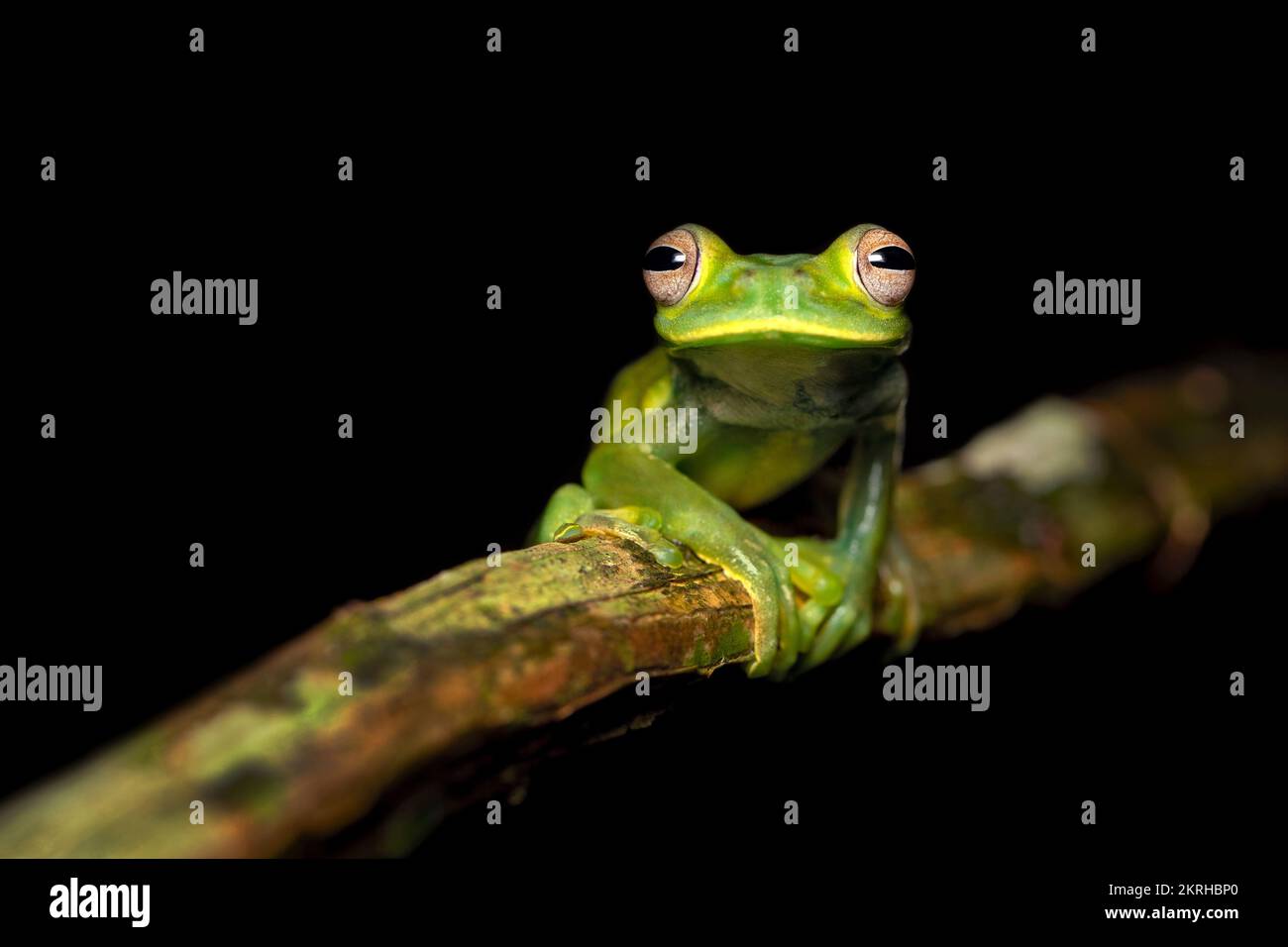 Palmers Baumfrosch Stockfoto