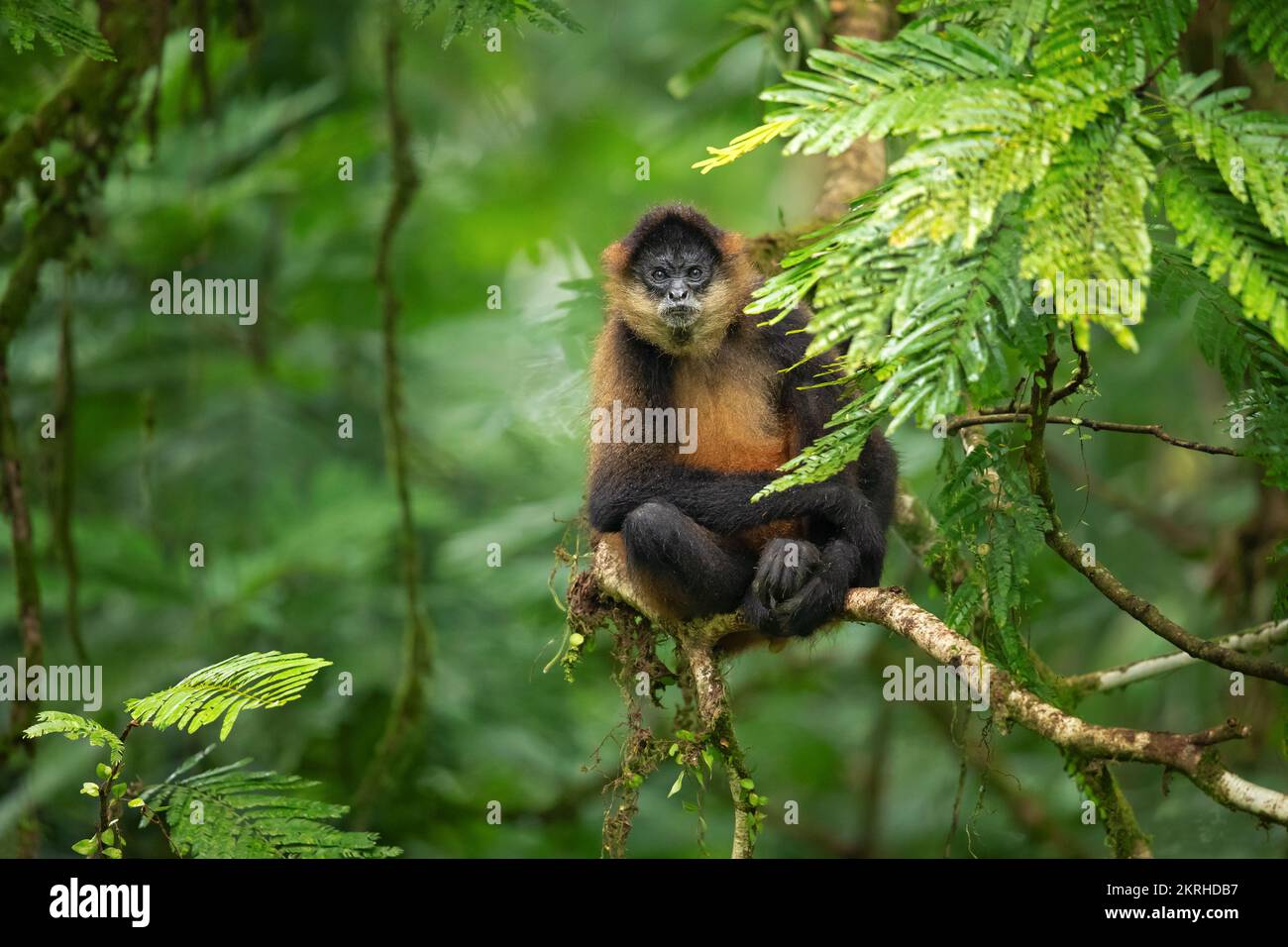 Geoffroy's spider Monkey Stockfoto