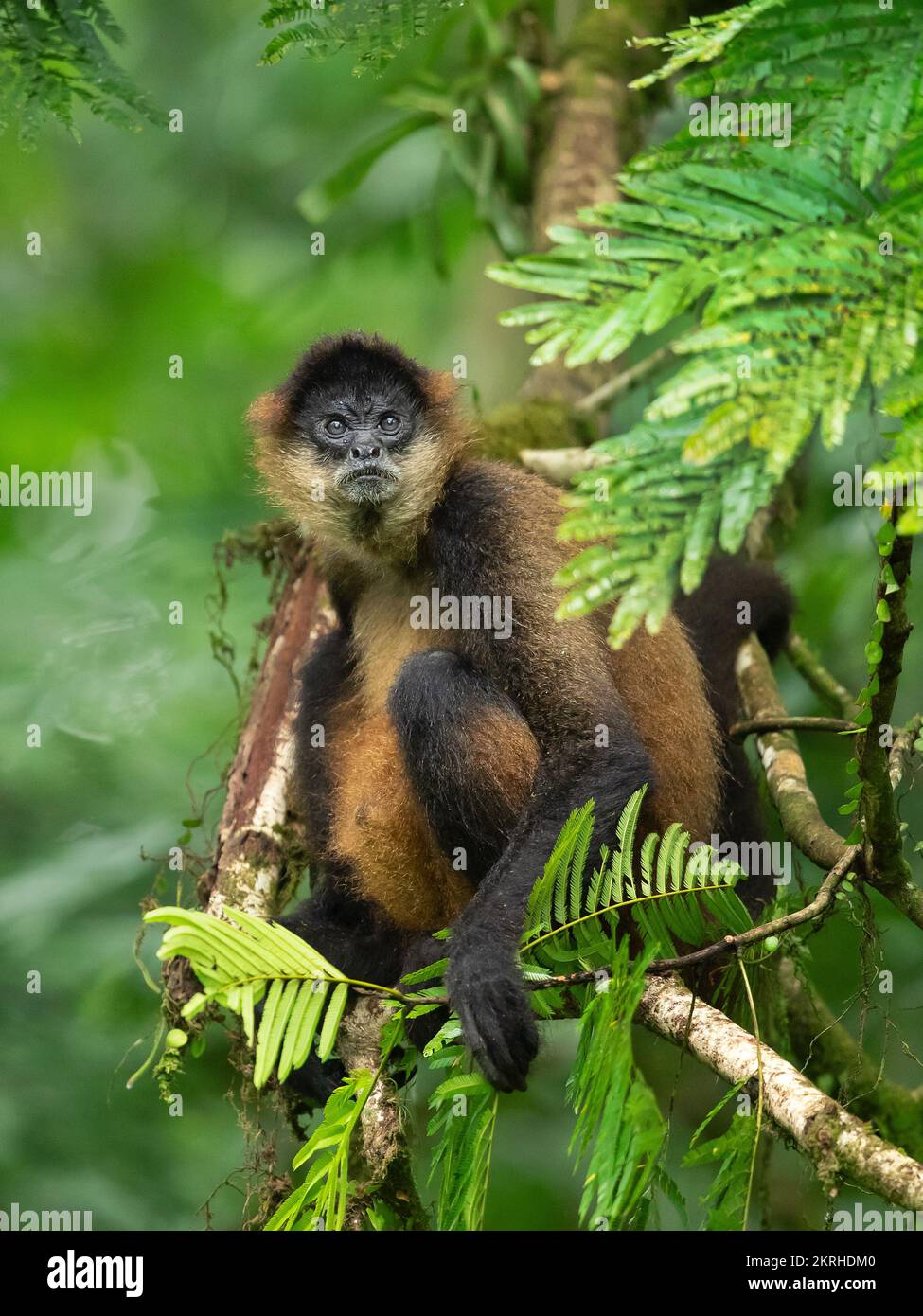 Geoffroy's spider Monkey Stockfoto