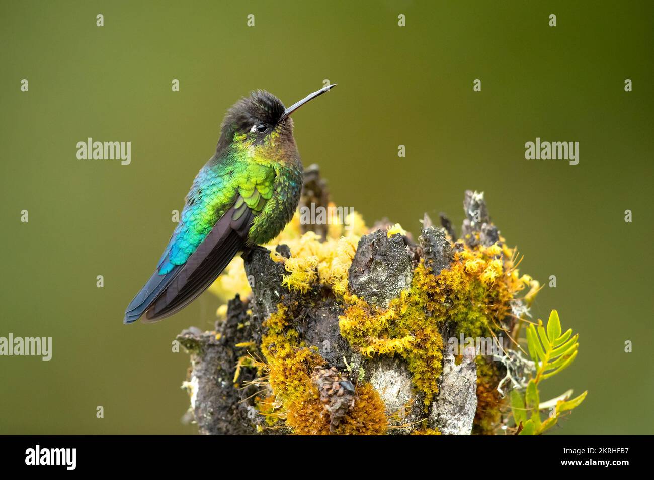 Fieser Kolibri Stockfoto