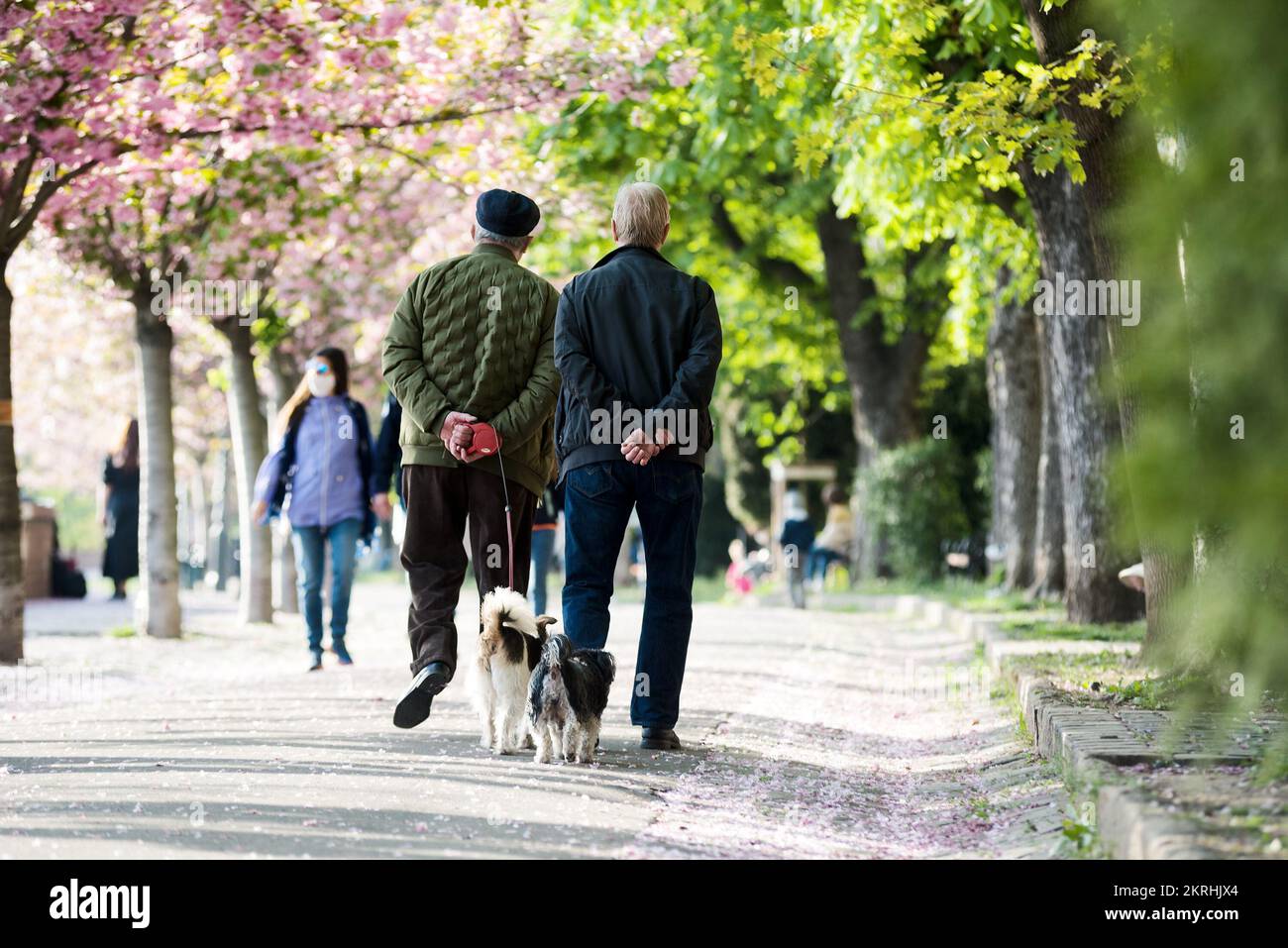 Zwei reife Männer gehen mit ihren Hunden die Frühlingsgasse entlang Stockfoto