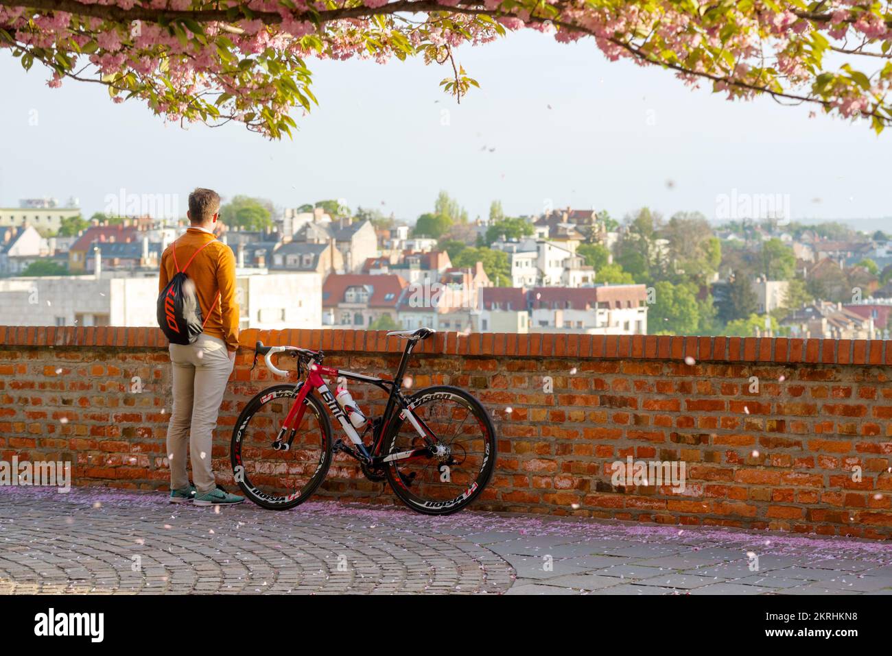 Ein Mann mit einem Fahrrad steht auf und schaut auf die Stadt, während Sakurablätter herunterfallen Stockfoto