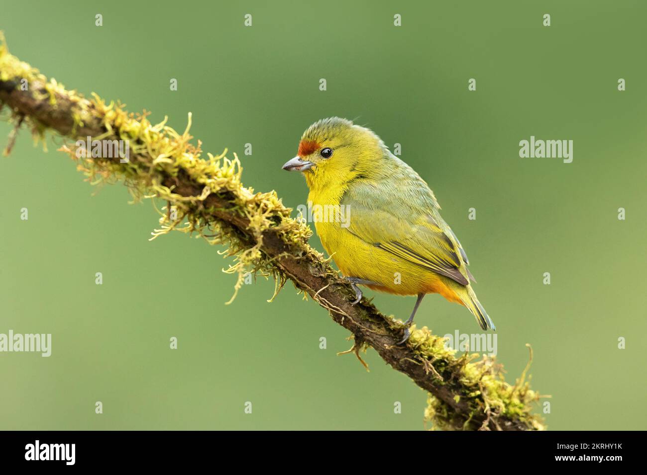 Die fleckenkrone Euphonie Stockfoto