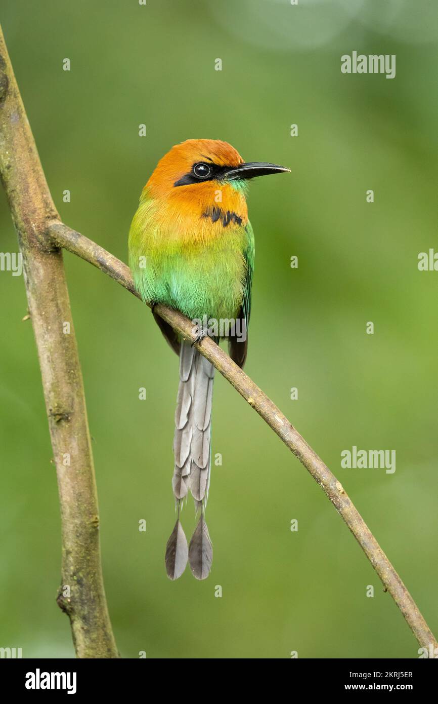 Breite-billed motmot Stockfoto