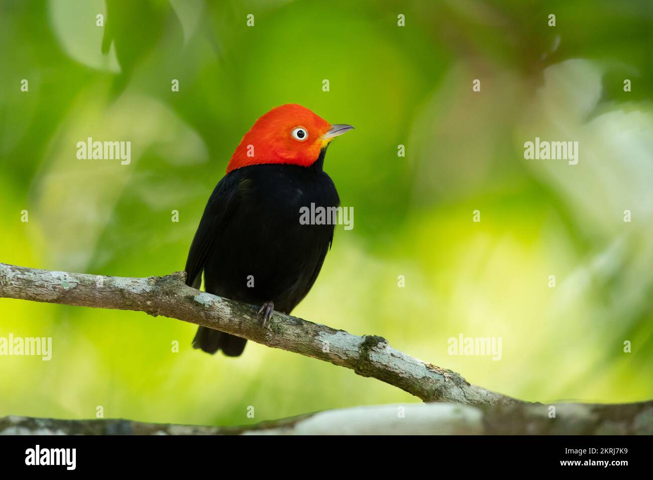 Manakin mit roter Kappe Stockfoto