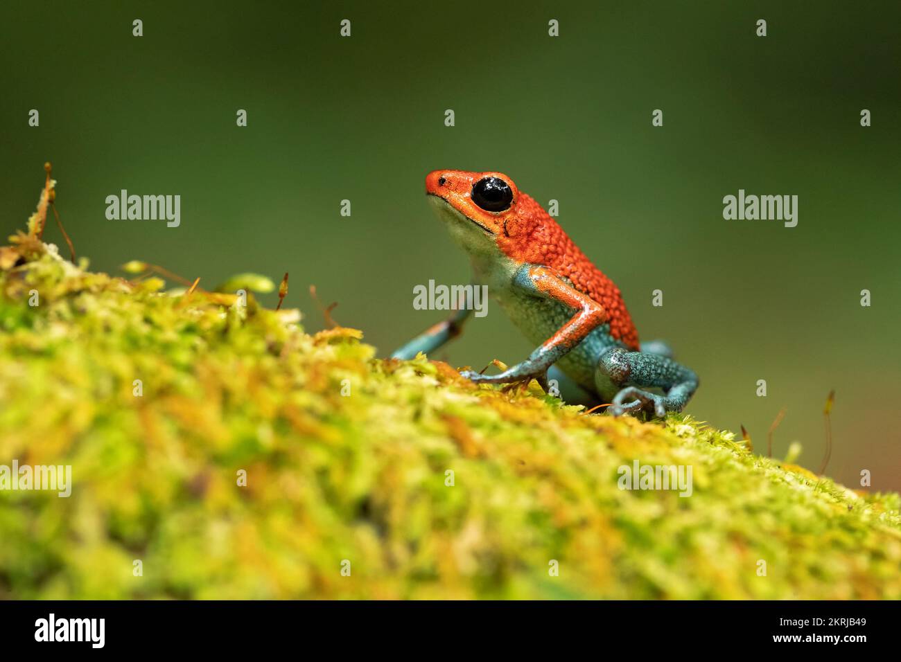 Granulatgiftfrosch Stockfoto