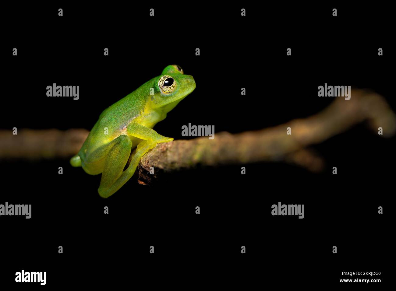 Ein kleiner Cochran-Frosch Stockfoto
