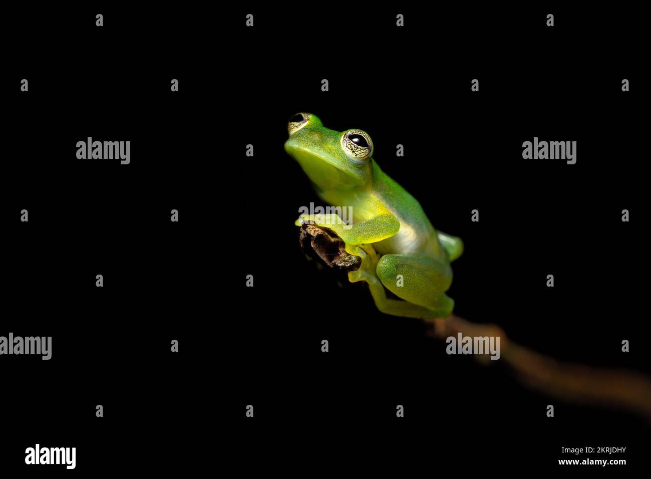 Ein kleiner Cochran-Frosch Stockfoto