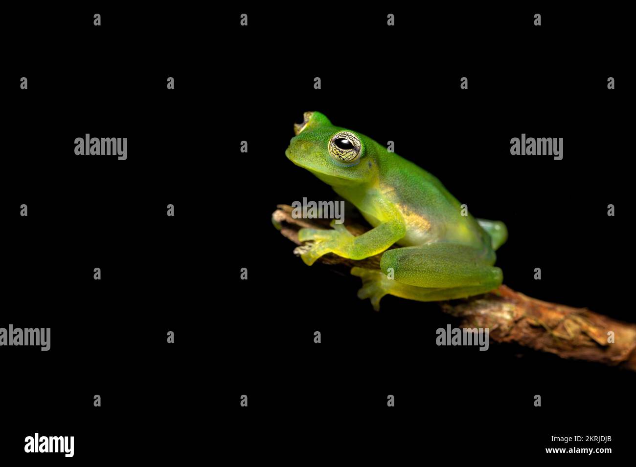 Ein kleiner Cochran-Frosch Stockfoto