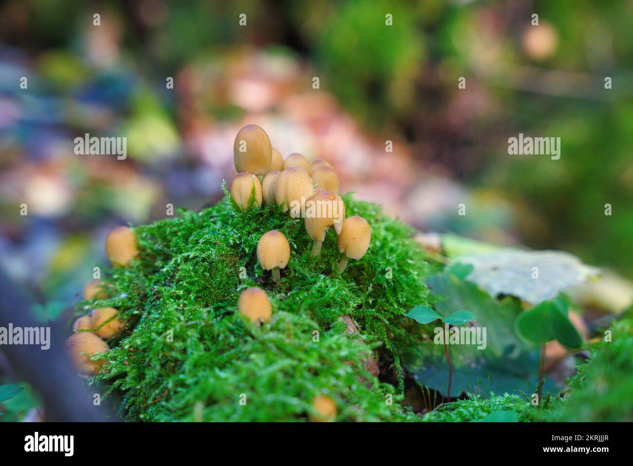 Coprinellus micaceus oder Glimmerkappe, wunderschöne Pilze, die in Moos wachsen Stockfoto