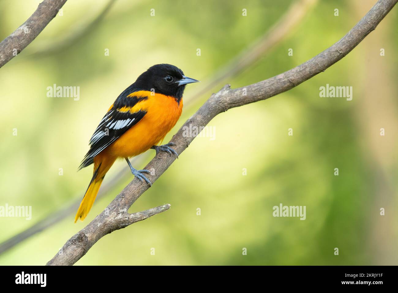 Baltimore oriole Stockfoto