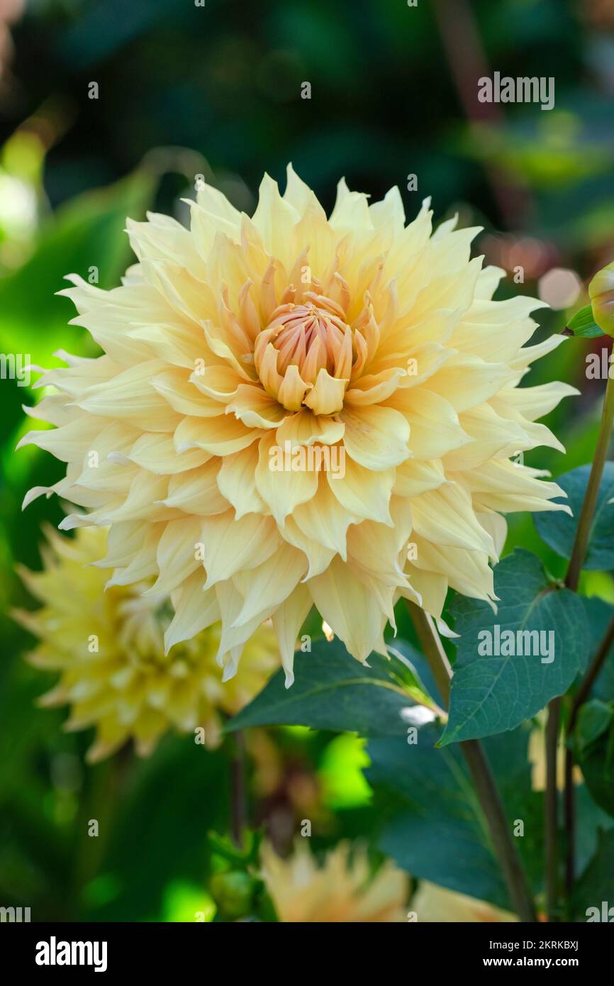 Dahlia „Hamari Gold“, Riesige Dekorative Dahlia Stockfoto