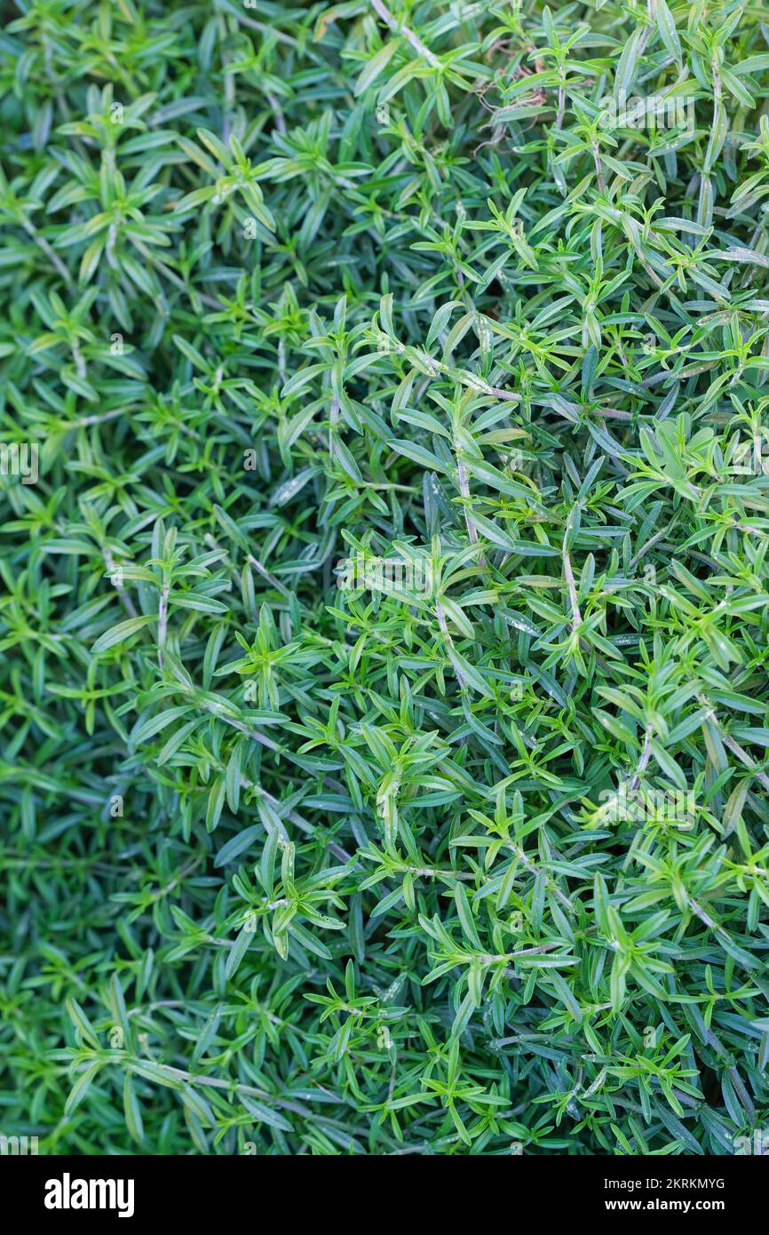 Schleichendes Pfefferkraut, Satureja spicigera, Satureja Repanda, schleichender Unterstrauch mit kleinen, aromatischen, linearen Blättern Stockfoto