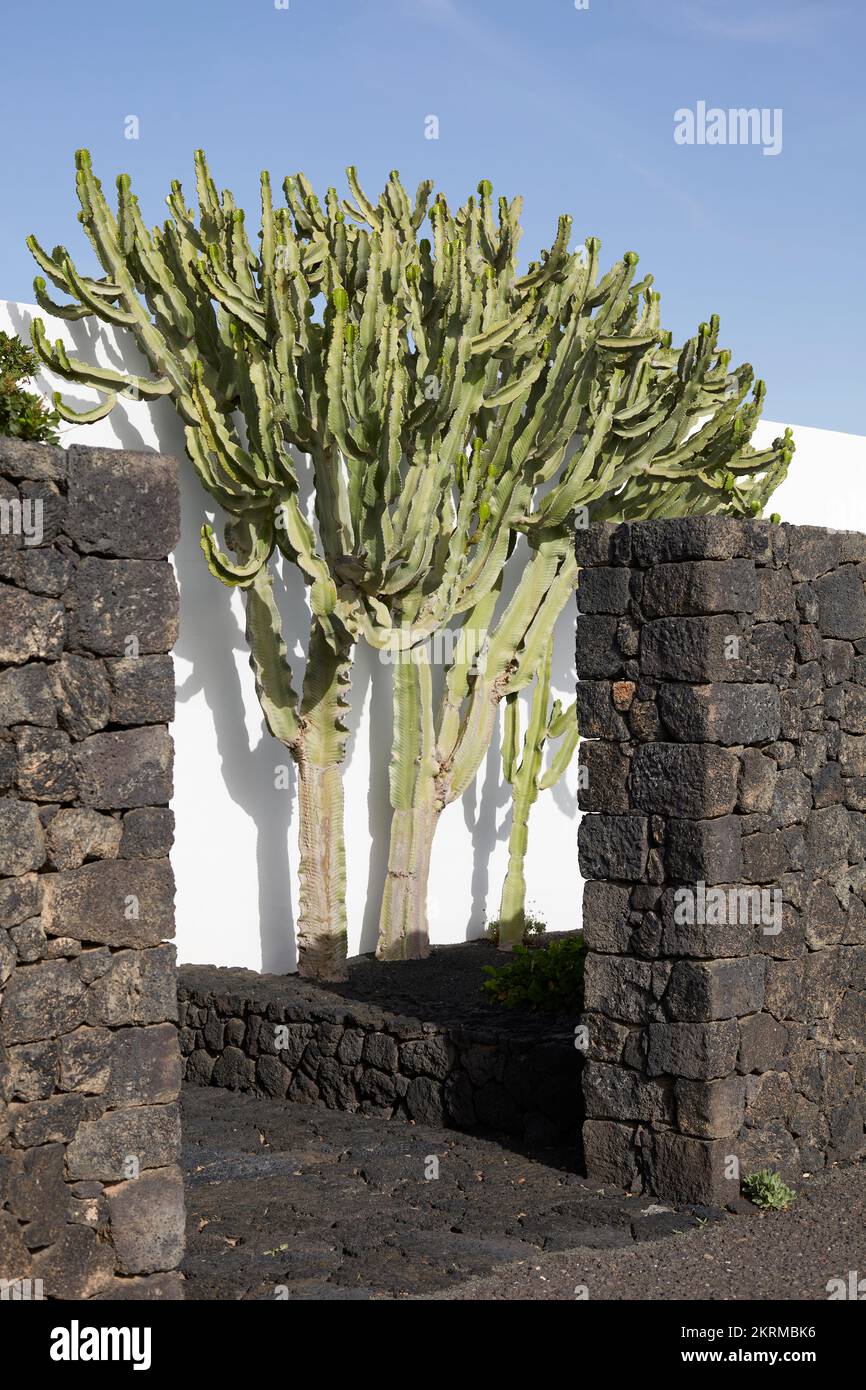 Eingang der Stony Cesar Manrique Foundation mit großem Kaktusbaum, der an sonnigen Tagen in der Nähe der weißen Mauer wächst Stockfoto