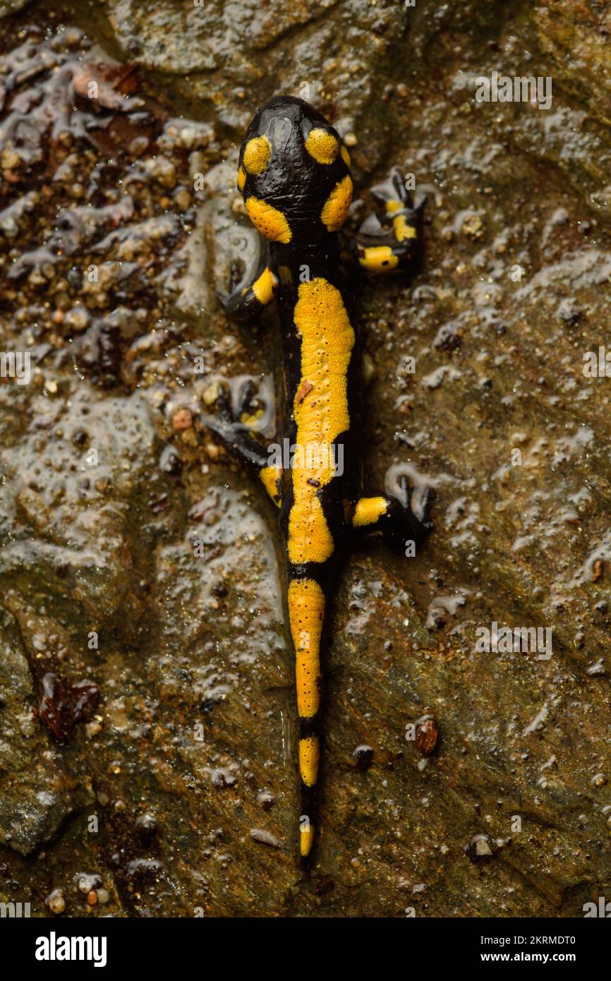 Von oben sehen Sie den jungen Salamander auf felsigem Boden Stockfoto