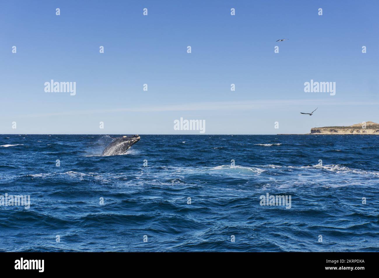 Puerto Madryn, Halbinsel Valdes, Provinz Chubut, Patagonien, Wale, Argentinien, Südamerika Stockfoto