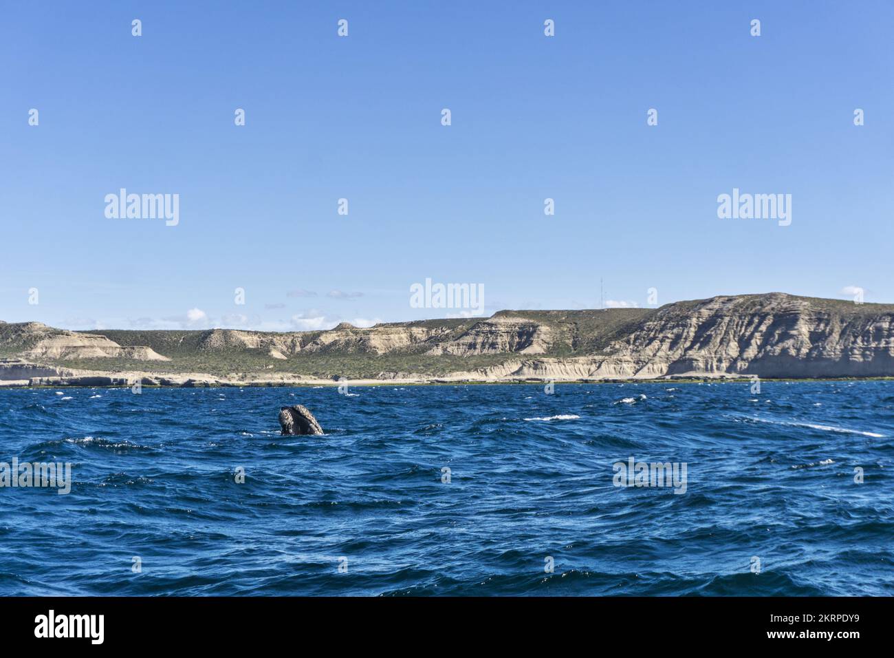 Puerto Madryn, Halbinsel Valdes, Provinz Chubut, Patagonien, Wale, Argentinien, Südamerika Stockfoto