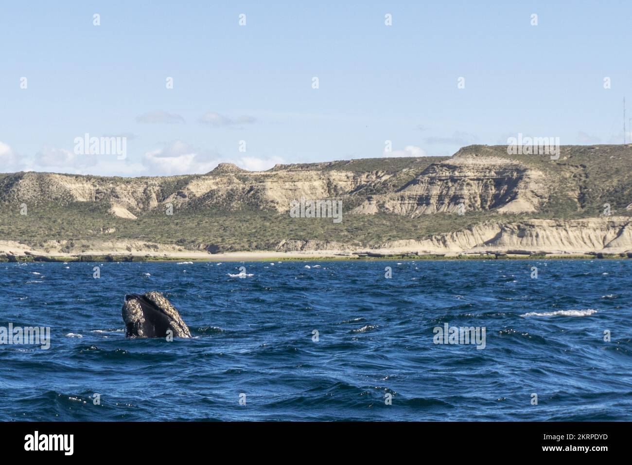 Puerto Madryn, Halbinsel Valdes, Provinz Chubut, Patagonien, Wale, Argentinien, Südamerika Stockfoto