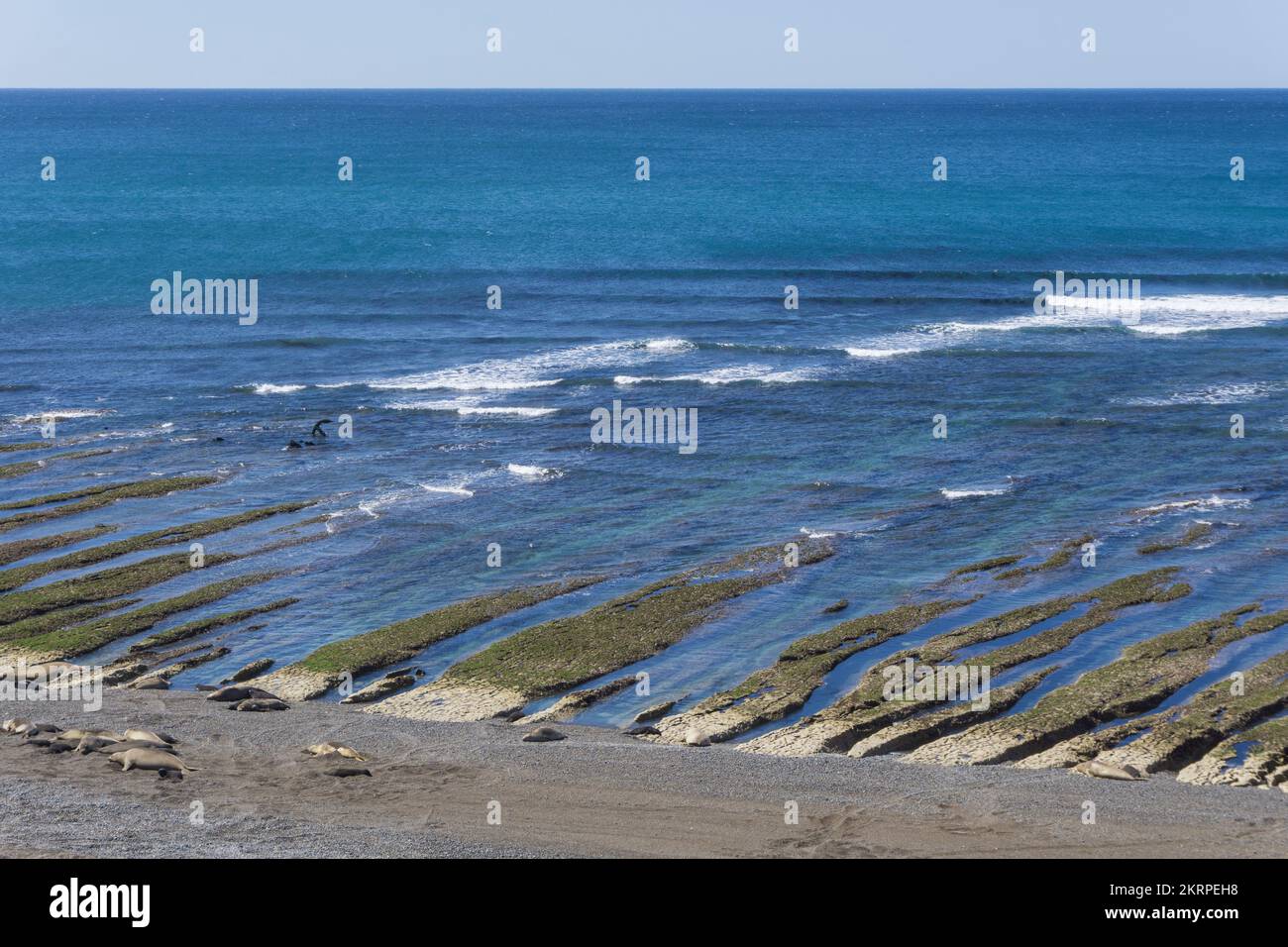 Lobería Punta Norte, Halbinsel Valdes, Provinz Chubut, Patagonien, Elefantenrobben, Argentinien, Südamerika Stockfoto