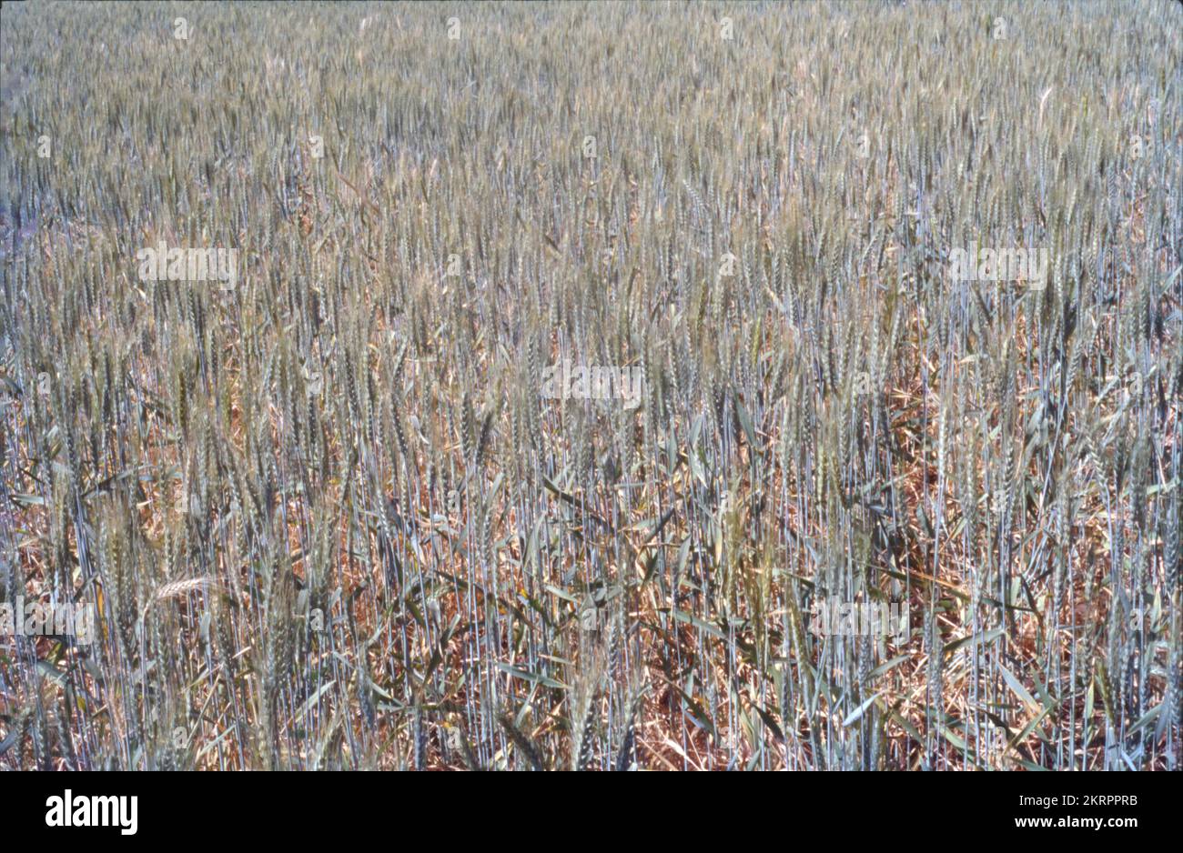 Weizen ist ein Gras, das für seine Samen weit verbreitet ist, ein Getreidegetreide, das weltweit ein Grundnahrungsmittel ist. Die Gattung Triticum besteht aus den vielen Weizenarten, wobei Weichweizen am weitesten verbreitet ist. Weizen ist ein Getreidekörner mit hohem Nährwert und breitem Anbau. Seit über 7 Jahrhunderten wird Weizen in vielen Ländern der Welt gezüchtet und geerntet. Die wichtigsten Weizenanbaustaaten Indiens sind Uttar Pradesh, Punjab, Haryana, Madhya Pradesh, Rajasthan, Bihar und Gujarat. Weizen wird auf 13 Prozent der Kulturfläche Indiens angebaut. Neben Reis ist Weizen das wichtigste Futtergetreide Indiens. Stockfoto