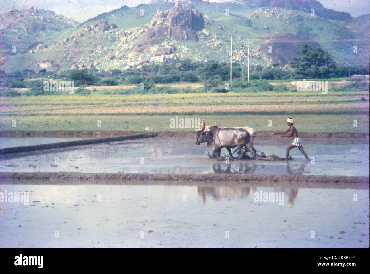 Traditionell verwenden Landwirte Bullen, um das Feld mit Tieren wie Bullen zu pflügen. Es ist der traditionelle indische Stil, das Furchenziehen erfolgt mit Bullen. Bodenbearbeitung und Pflügen sind identisch. Stockfoto