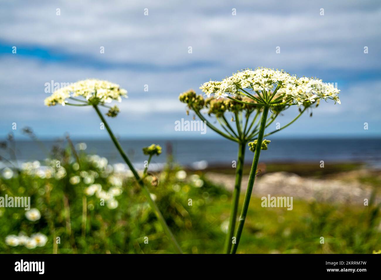 Weiße Blüten aus Wassertropfkraut, Oenanthe javanica, am Sturmstrand von Enniscrone, County Sligo - Irland. Stockfoto