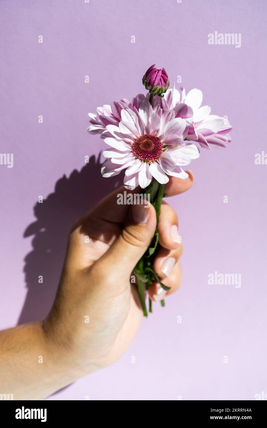 Strauß Chrysantheme Blume in der Hand auf dem lila Hintergrund Stockfoto