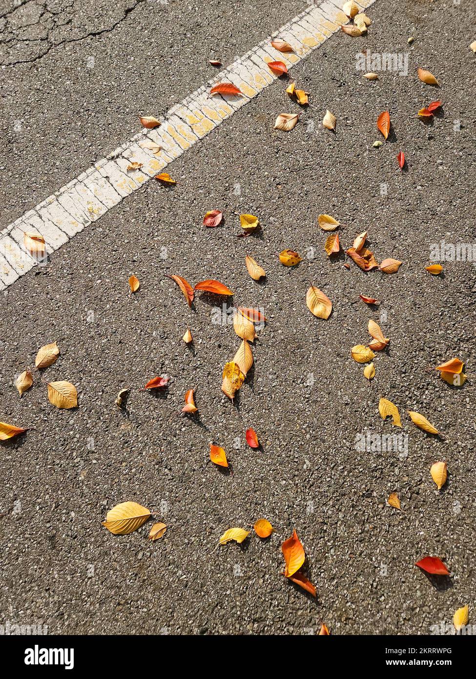 Hintergrund von heruntergefallenen Blättern auf Asphalt in der Stadt Stockfoto
