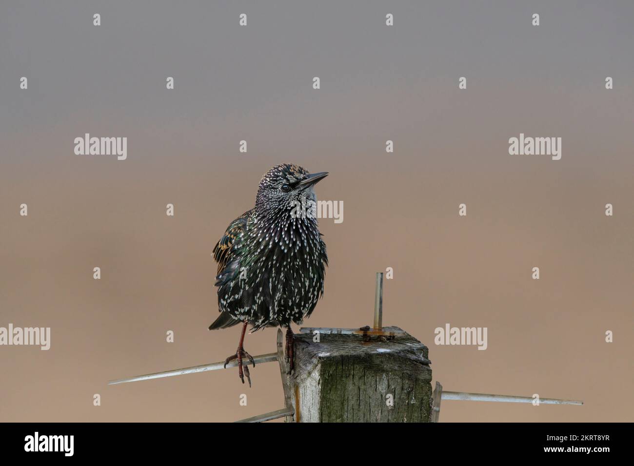 Ein gewöhnlicher Starling Sturnus vulgaris auf einem Holzpfahl. Stockfoto