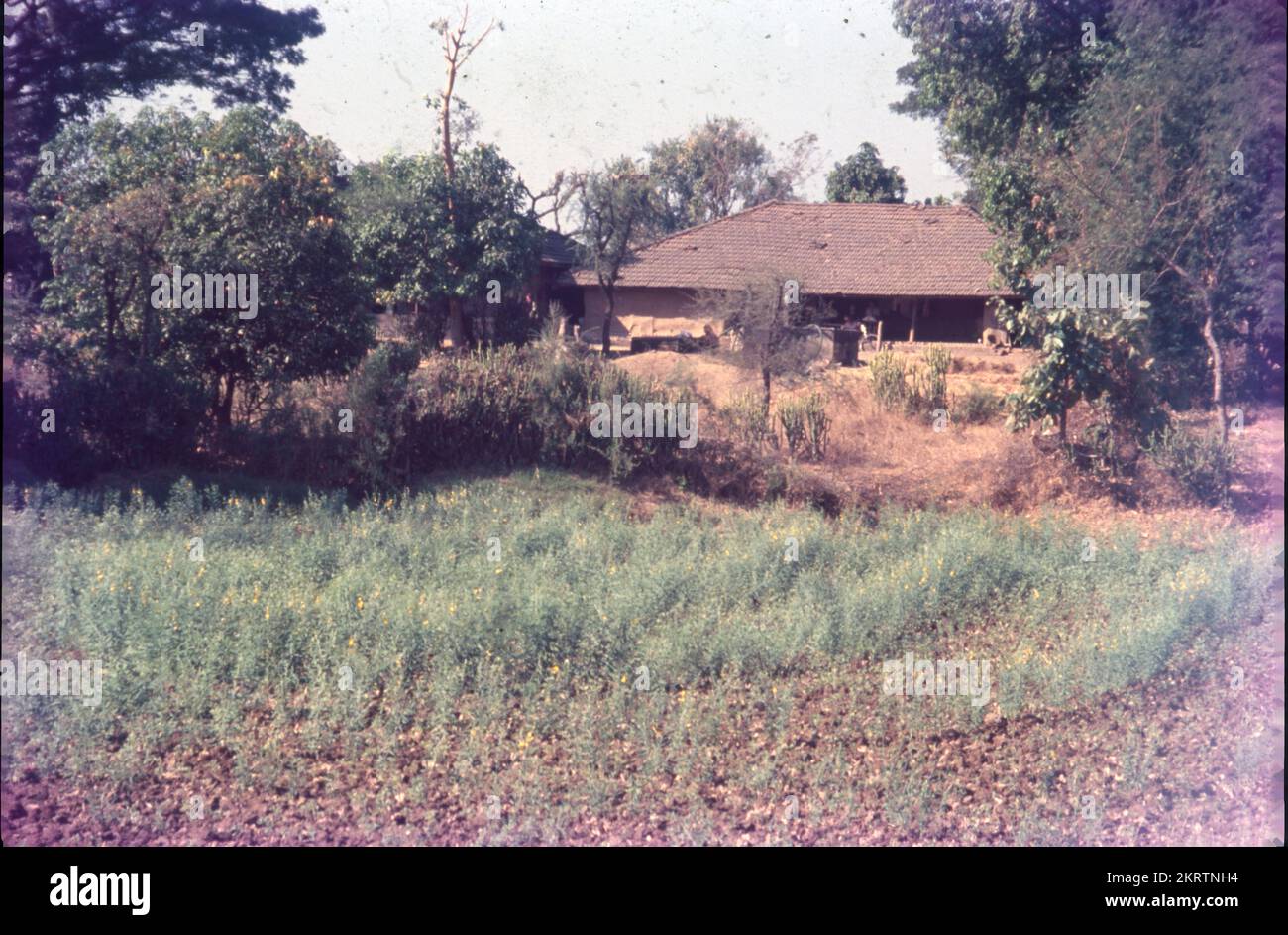Die Taubenerbse ist ein mehrjähriges Legum aus der Familie Fabaceae