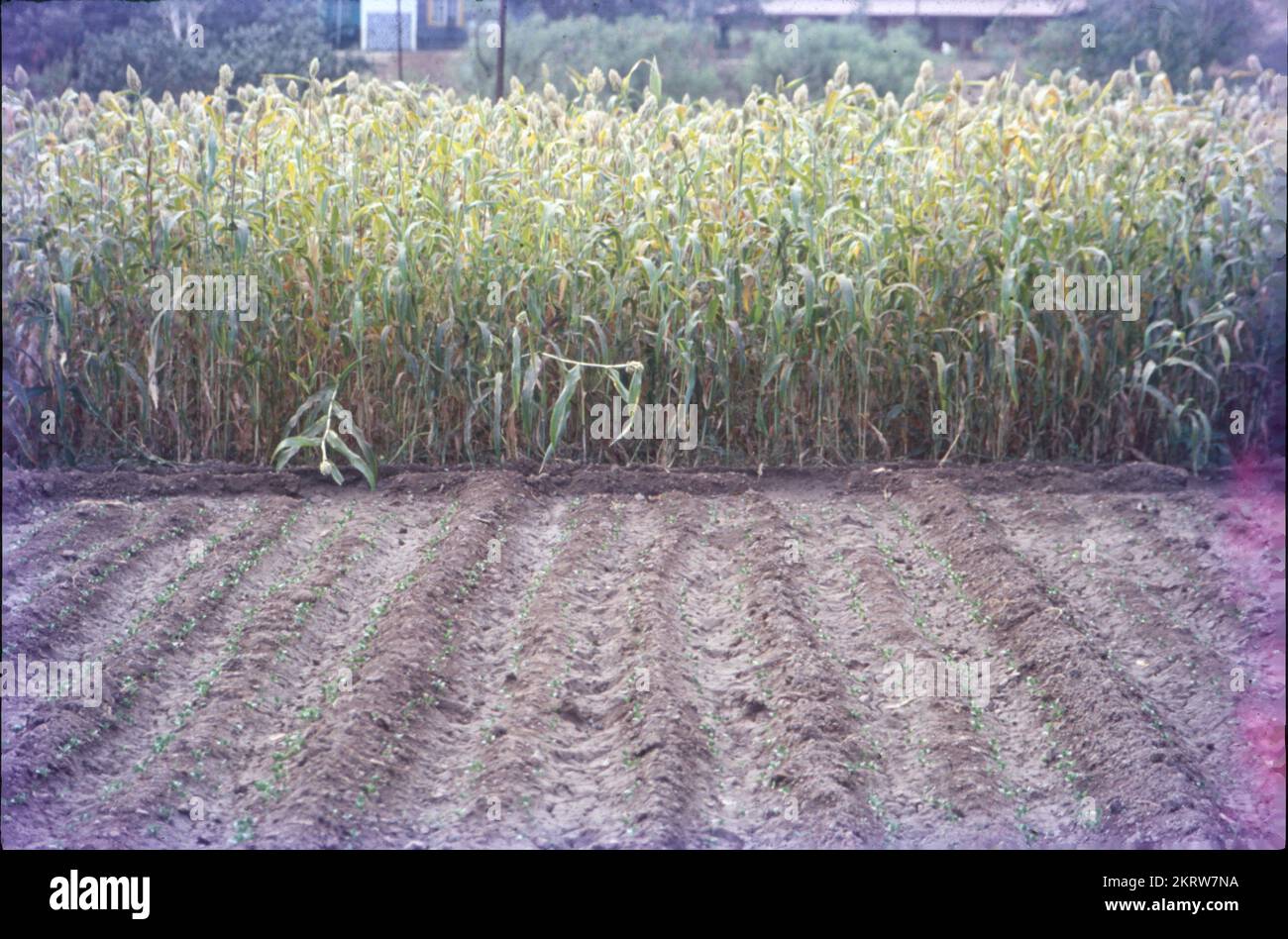 Jowar wird gemeinhin unter verschiedenen Namen in ganz Indien genannt - Jwaarie, Jowar, jola oder Jondhalaa und wird zur Herstellung von Bhakri, Jowar Roti oder Jolada rotti verwendet. Sein englischer Name Sorghum stammt aus der Familie, der es gehört, Sorghum Vulgare. Jowar wird in Asien und Afrika extensiv angebaut und ist eine Grundnahrungsquelle in trockenen Gebieten, die auch keine besondere Sorgfalt für den Anbau benötigen. Es gibt 30 Sorten von Sorghum, von denen nur eine für den menschlichen Verzehr verwendet wird. Es ist das 5.. Wichtigste Getreide der Welt. Stockfoto