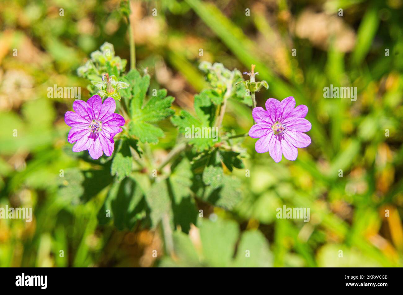 Dove's-foot Crane's-Bill, Geranium molle, blüht am 16. Mai 2022 in Pruhonice, Tschechische Republik. (CTK Photo/Libor Sojka) Stockfoto