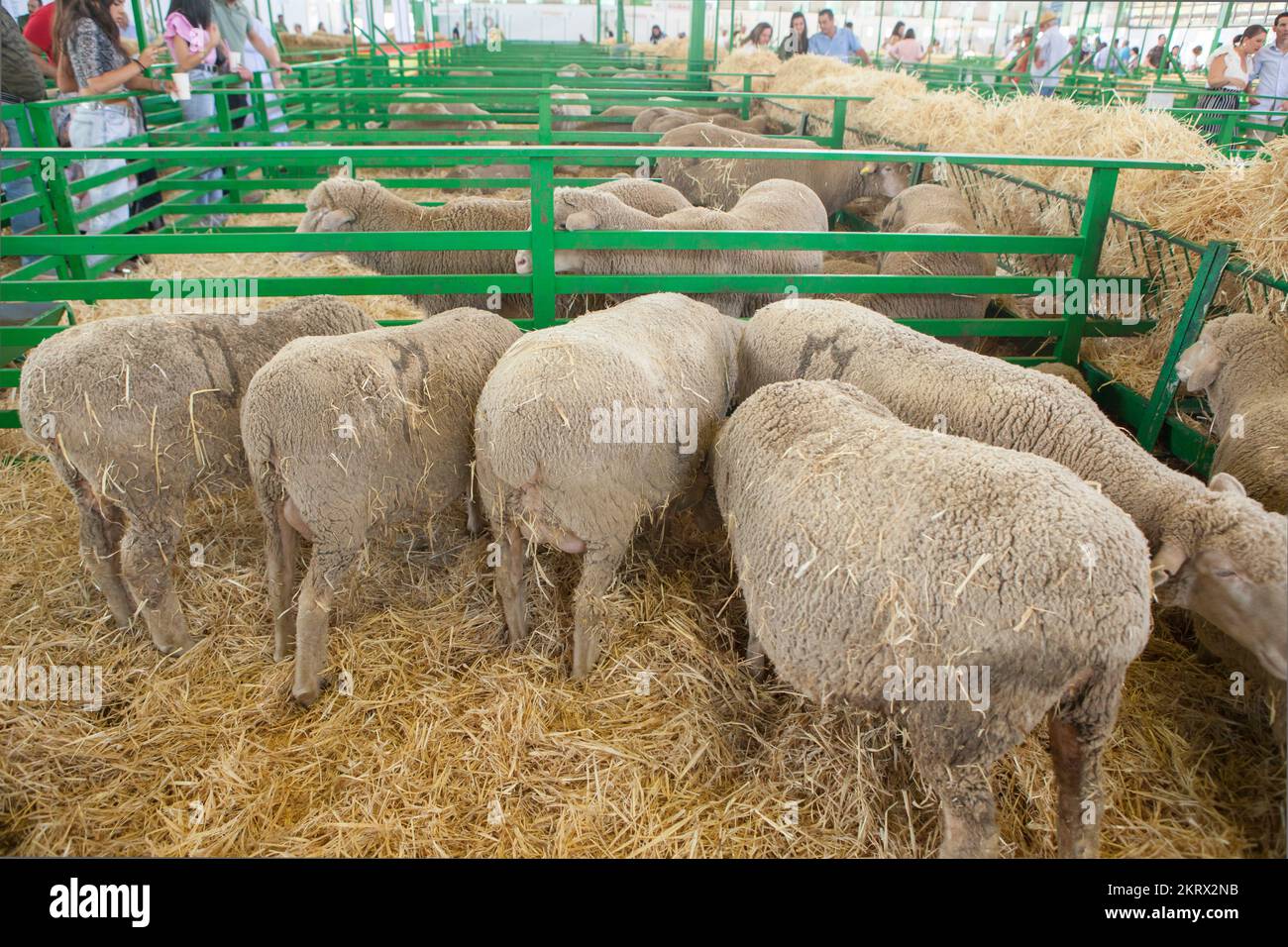 Zafra, Spanien - 10.. Oktober 2022: Zafra International Livestock Fair. Besucher beobachten Tiere Stockfoto